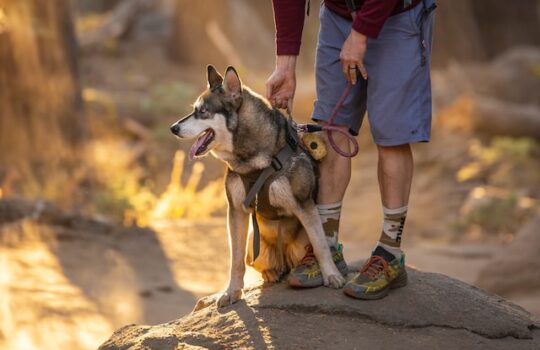 stephen-leonardi-sbLk5hVOFxY-unsplash